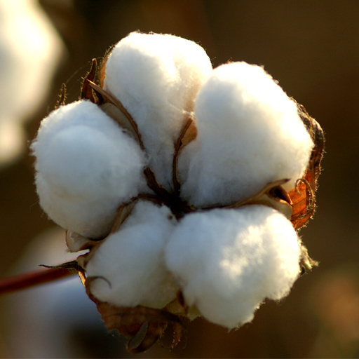 cotton Seeds
